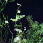 植栽から1日目　アマゾンチドメグサ